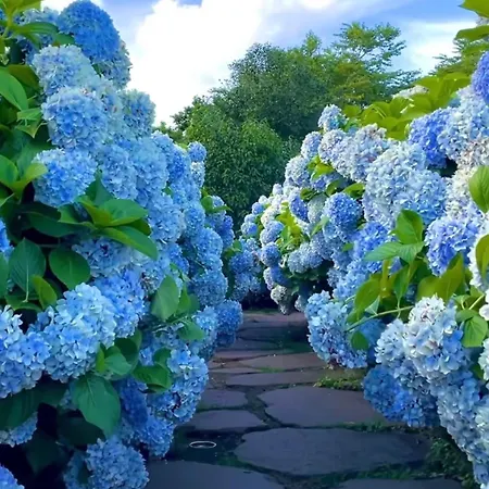 Lovely&charming Anita's